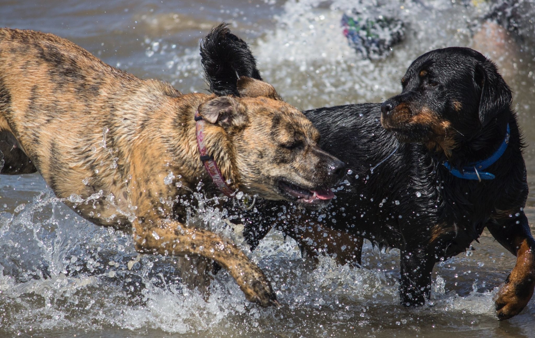 dogs-in-water-clean-ears