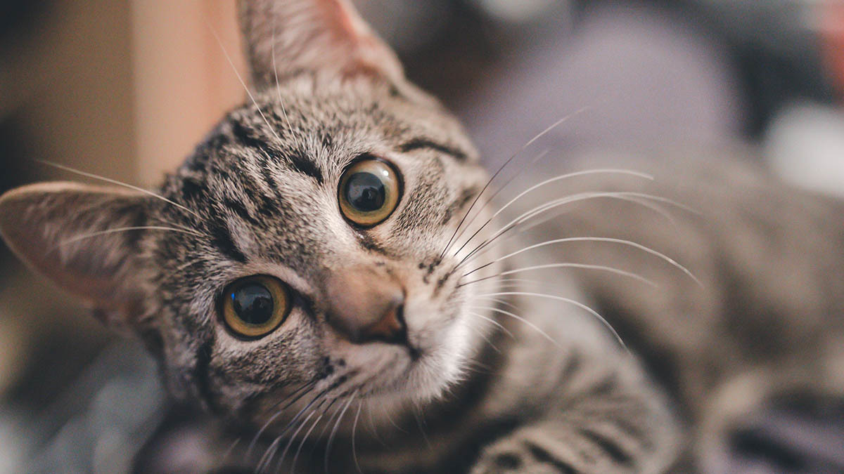 snorkel Hverdage fiber Falsk drægtighed hos katte | FirstVet