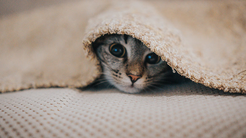Small kitten hiding