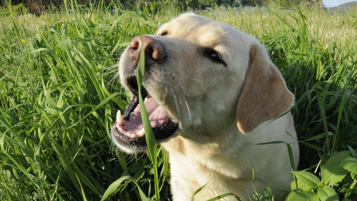 Hund Spiser Gress