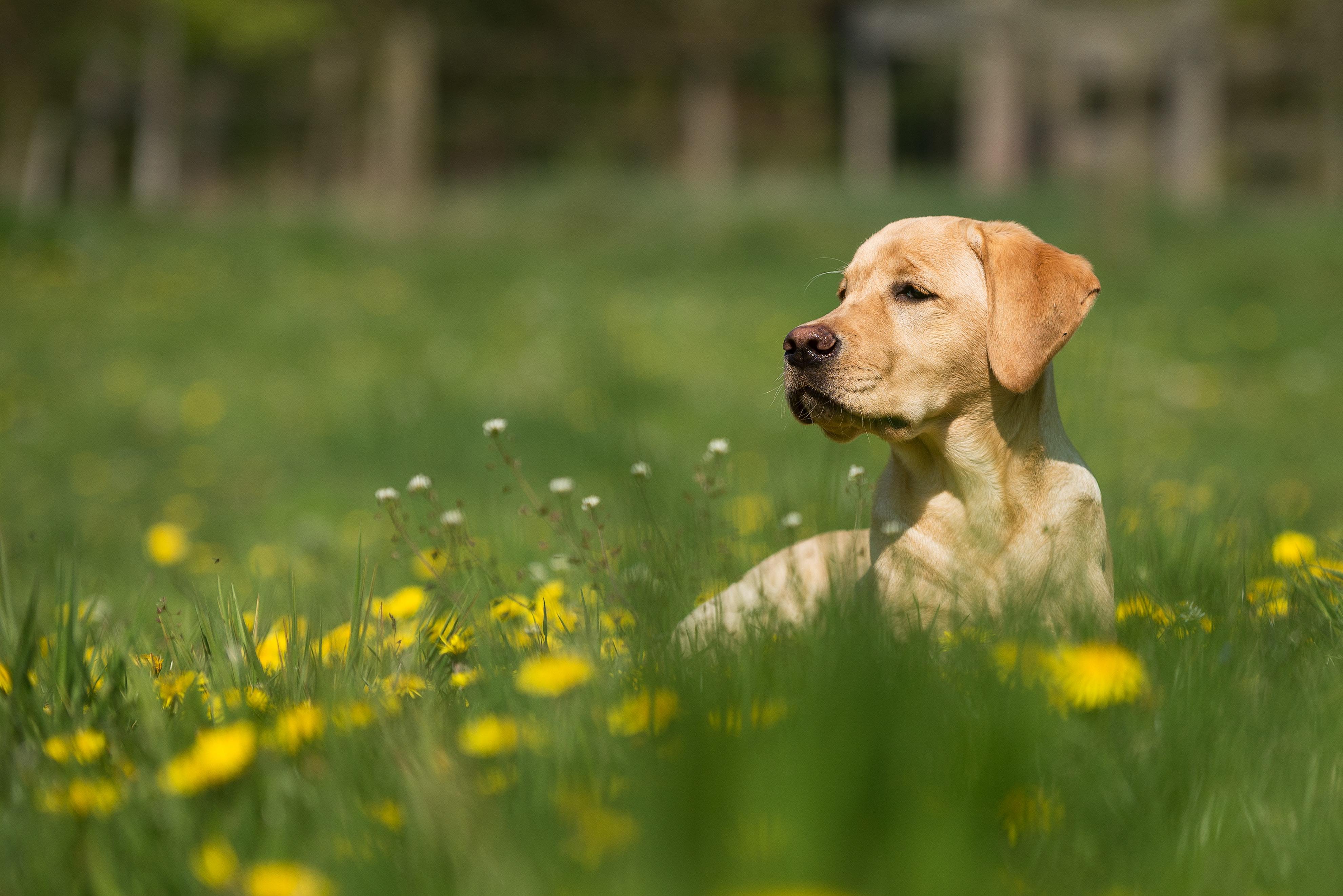 dog-outside-allergies-general