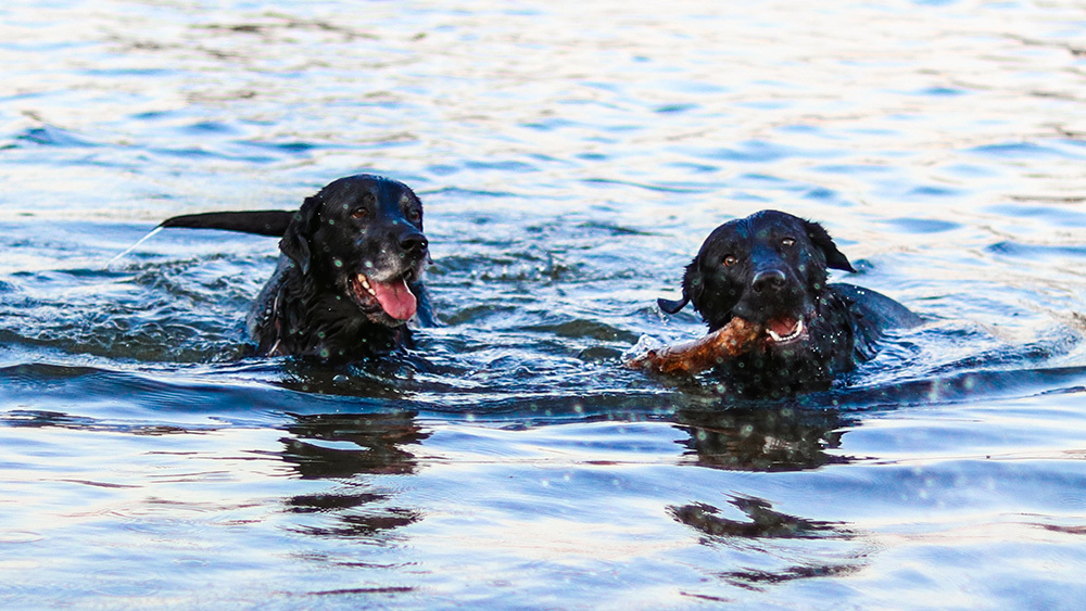 Two black dogs with sticks in the water