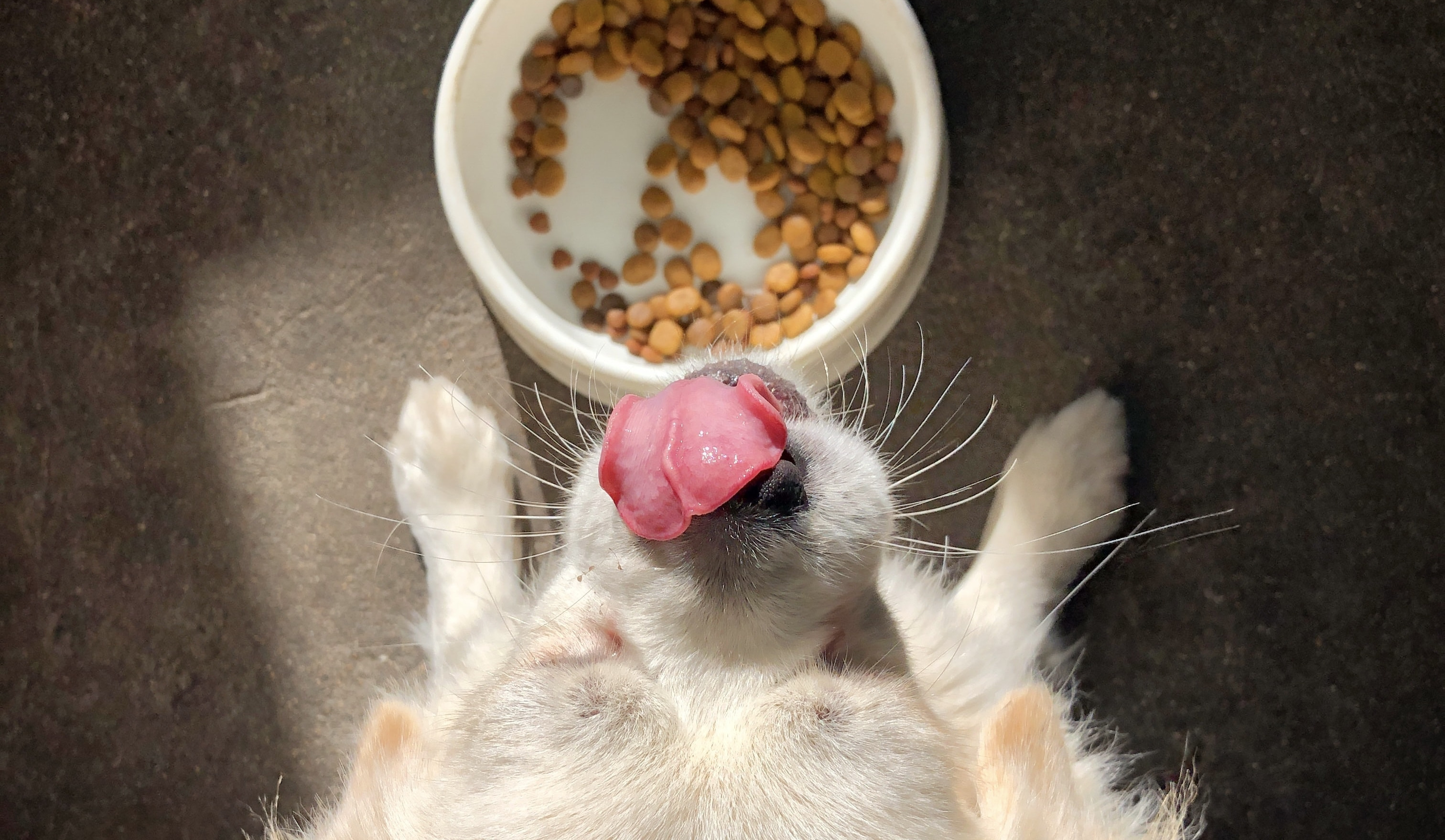 dog-tongue-out-GI-diets