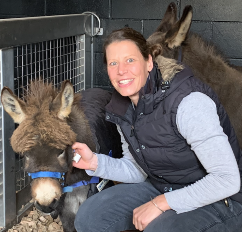 firstvet vet donkey